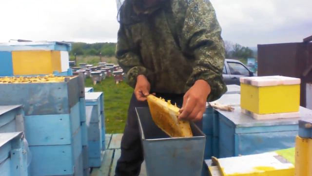 Семьи инкубаторы пчелы.Заселяем нуклеусы. смотреть онлайн