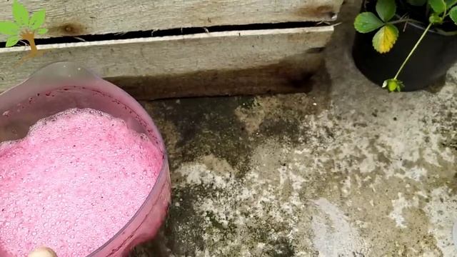 Coloque 1 BETERRABA em suas PLANTAS (Veja o incrível resultado) смотреть онлайн