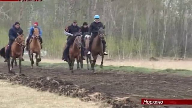 Пятый открытый районный турнир по конным скачкам смотреть онлайн