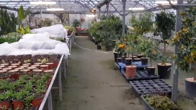 Выпьем и споем с Морисом и Джо Дассеном/На что похожи эти кактусы/ provence-allochka vlog смотреть онлайн