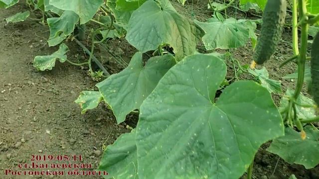 Обзор новых гибридов огурца и отзывы фермера. Лучшие гибриды! смотреть онлайн