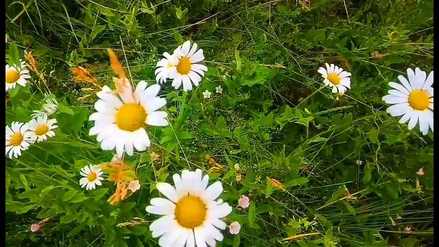 ФУТАЖИ ДЛЯ МОНТАЖА. Ромашки на поле. смотреть онлайн