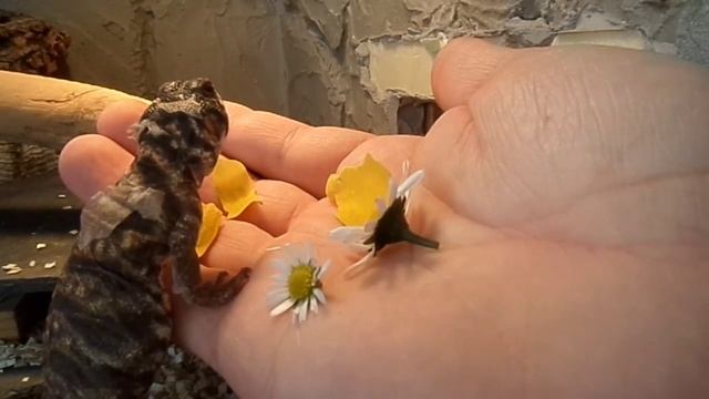 Uromastyx Ornata - Nourrissage / Feeding смотреть онлайн