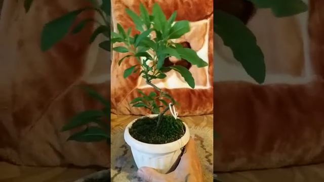 Паслен в стиле бонсай. смотреть онлайн