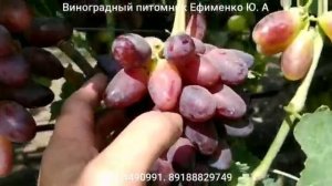 виноград Днепровский сувенир