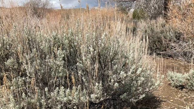 Discover Your Parks Walk: Tom Cooke Trail смотреть онлайн