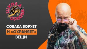 Спаниель ворует и охраняет вещи.Как перевоспитать воришку?