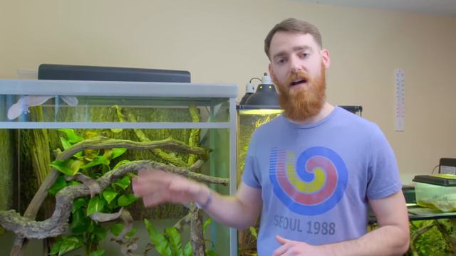 Giant Leaf-tail Geckos смотреть онлайн
