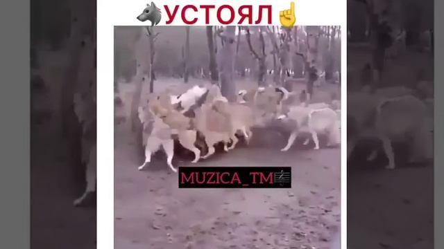 Волков самка смотреть онлайн