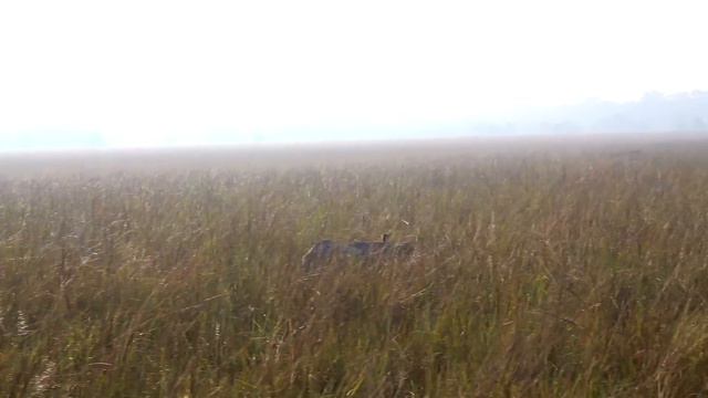 Pobitora Assam wildlife | Highest density of one horn Rhino in the world, Mayong village black magi смотреть онлайн