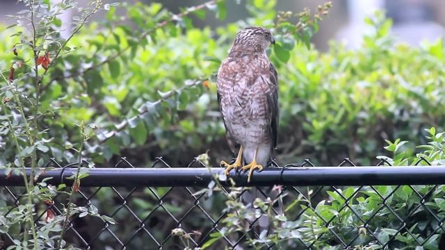 Our Neighborhood Sharpie - Bird Video.mov смотреть онлайн