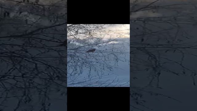 Пение соловья