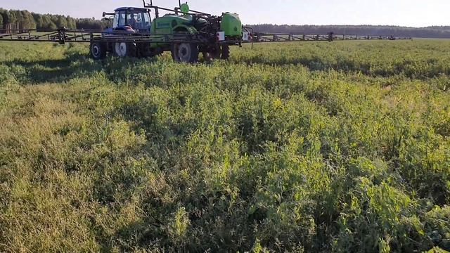 5.07.21 Горох сорт Рокет и Фокор, биофунгицидная обработка. смотреть онлайн