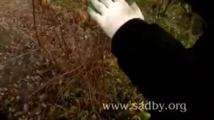 Клен Гиннала как обрезать? Уроки Николая Рабушко. Обрезка кустарников.