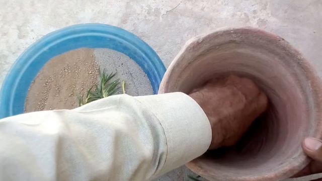 How to grow Portulaca/Moss Rose from Cuttings | how to propagate purslane /9 o'clock(Full Updates) смотреть онлайн