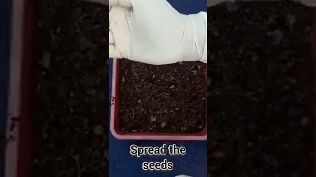 How to Germinate Petunia seeds | Germination of Petunia Seeds смотреть онлайн