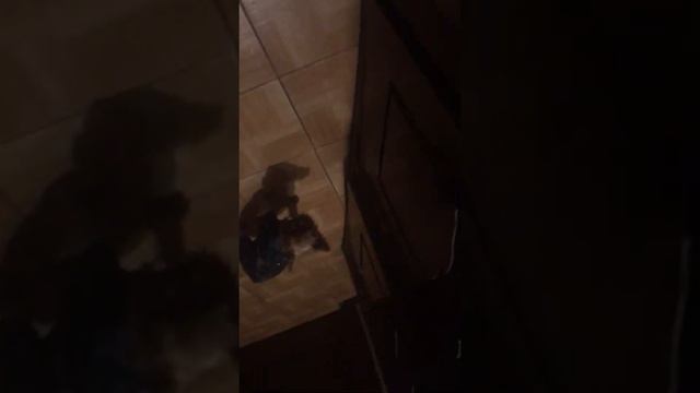 Йорк Яша показывает характер смотреть онлайн