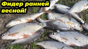 Фидер в апреле!!! Открытие сезона фидерной ловли 2023! Рыбалка на реке Дон