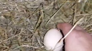 Куры породы Фавероль