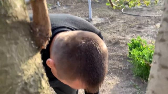 Прививка черешни на вишню,три способа.cherry grafting смотреть онлайн