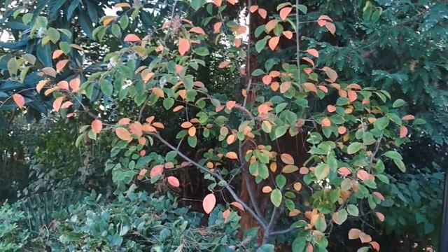 Краски осени. смотреть онлайн