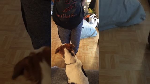 Playing find the squeaker with my dog Java (short video) смотреть онлайн
