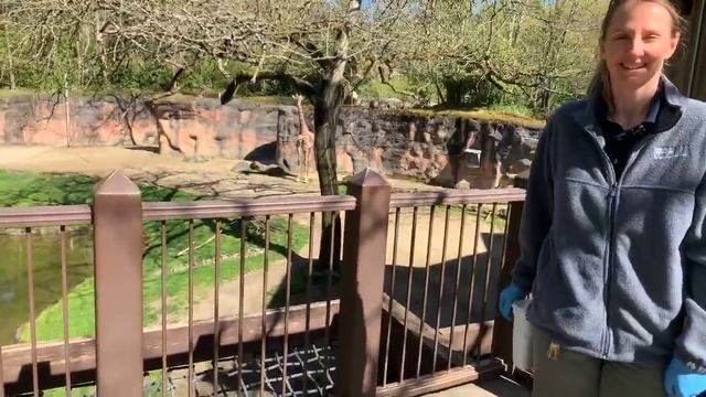 Meet African Crested Porcupine Nolina смотреть онлайн
