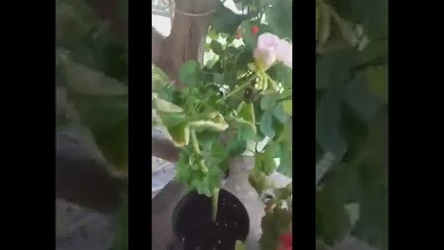 Тюльпановидные пеларгонии Emma и Victoria Andrea смотреть онлайн