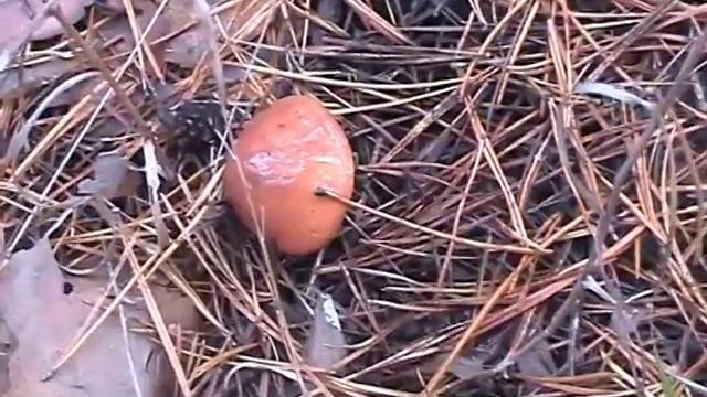 24 октября 2009 близ Балаклеи смотреть онлайн