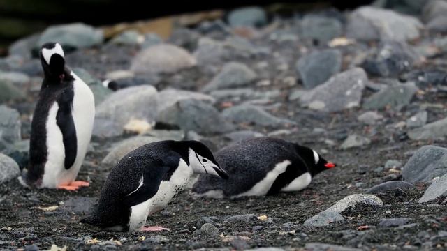 Iceberg 4K - Scenic Relaxation Film With Nature Sounds Relaxing Music 🎵 смотреть онлайн