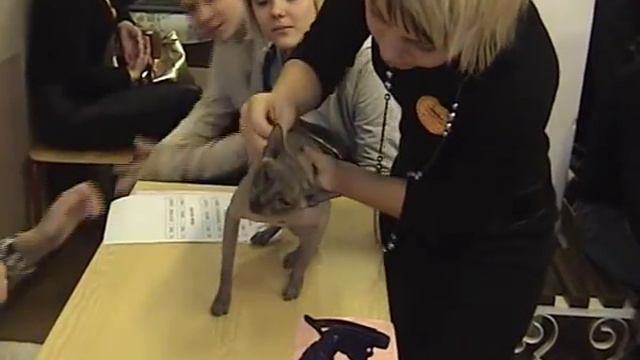 Выставки кошек онлайн смотреть онлайн