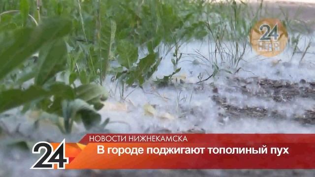 Тополиный пух причиняет неудобства жителям Нижнекамска смотреть онлайн