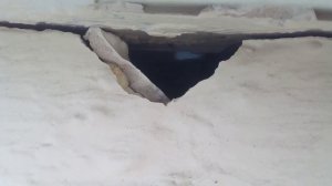 Гнездо стрижа.