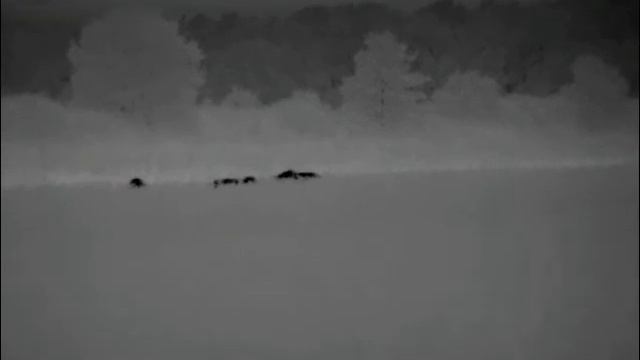 Pulsar Helion XP38 кабаны на пшенице подход смотреть онлайн