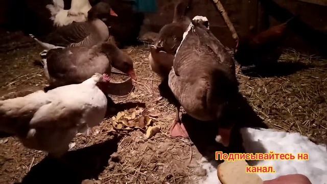 На улице. - 30 градусов, а у меня, Курицы несут яйца,и у Петуха замёрз Гребешок. смотреть онлайн