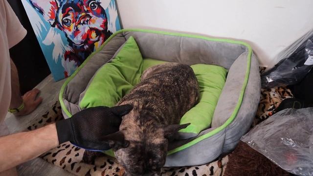 3 Совета по УХОДУ за шерстью для ФРАНЦУЗСКОГО бульдога смотреть онлайн