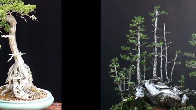 Bonsai Chamaecyparis Forest смотреть онлайн