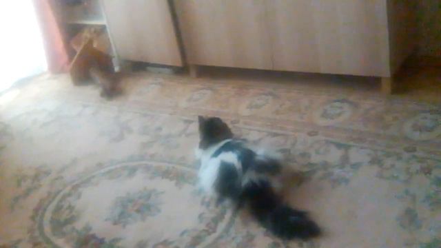 киса смотрит рыбалку вместе со мной ей очень нравится смотреть онлайн