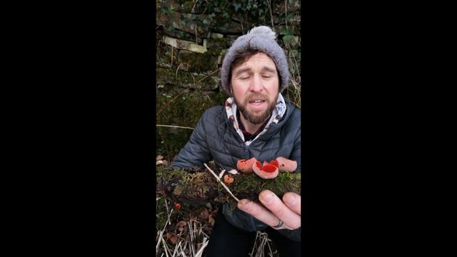Scarlet elf cup fungi with TheFUNgiguy смотреть онлайн