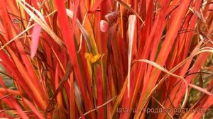 Императа декоративный Ред Барон (red baron) ? обзор: как сажать, саженцы императы Ред Барон