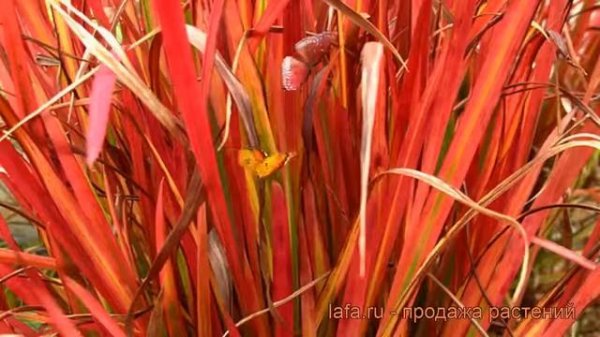 Императа декоративный Ред Барон (red baron) ? обзор: как сажать, саженцы императы Ред Барон