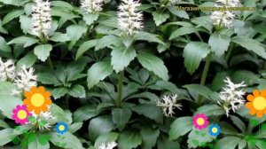 Пахизандра верхушечная. Краткий обзор, описание характеристик, где купить саженцы