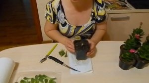 как размножить молодило