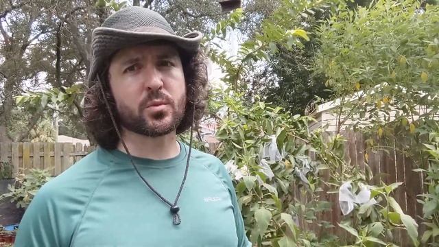 Keeping Pests Off Your Guava Tree Without Pesticide - Organic Guava Tree Care смотреть онлайн