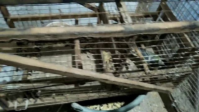 Ловля синиц на западок. смотреть онлайн
