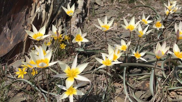 Тюльпан прямоножковый (Tulipa orthopoda). Перевал Куюк. Жамбылская область. Апрель 2013 года. смотреть онлайн