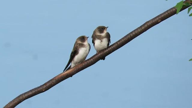 Ласточки береговушки 17 июля смотреть онлайн