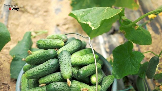 1 ложку этого и вас завалит огурцами с ног до головы! смотреть онлайн