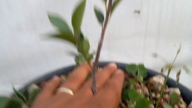 ficus tiger bark desde semilla #ficus смотреть онлайн