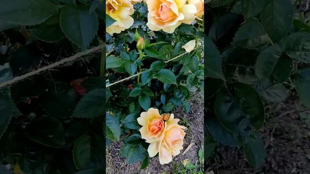 Роза Ханзештадт Росток / Rosa Hansestadt Rostock смотреть онлайн